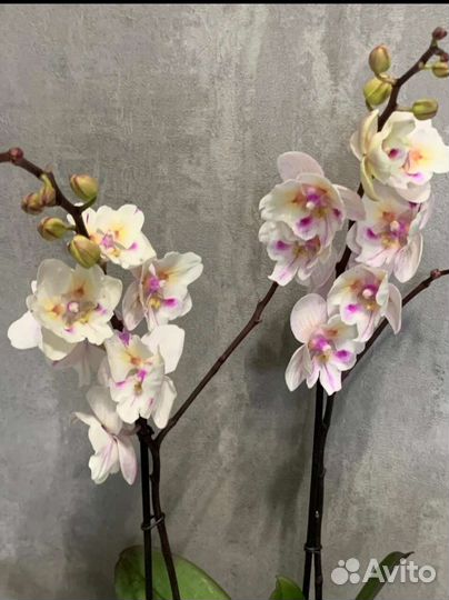 Орхидея бабочка