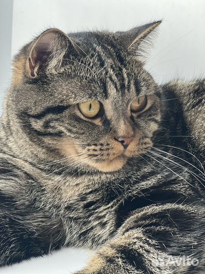 Шотландский прямоухий кот