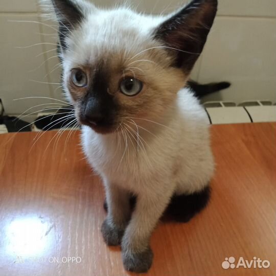 Сиамская кошка