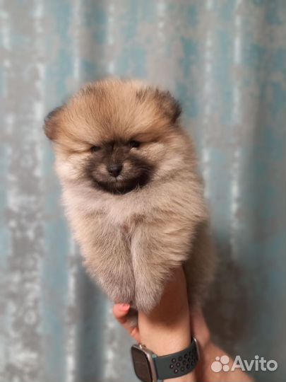 Померанский шпиц