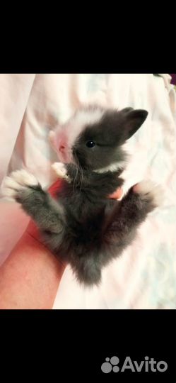 Мини карликовые зайки разных пород и цветов