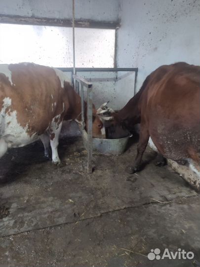 4 дойные коровы