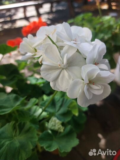 Пеларгония герань