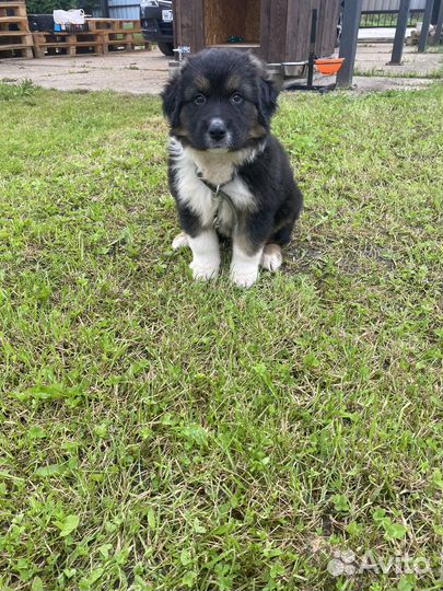 Щенок маль ик найден