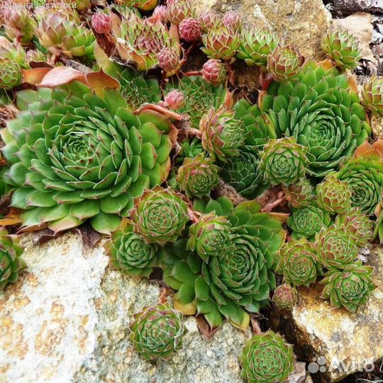 Почвопокровные расстения многолетние