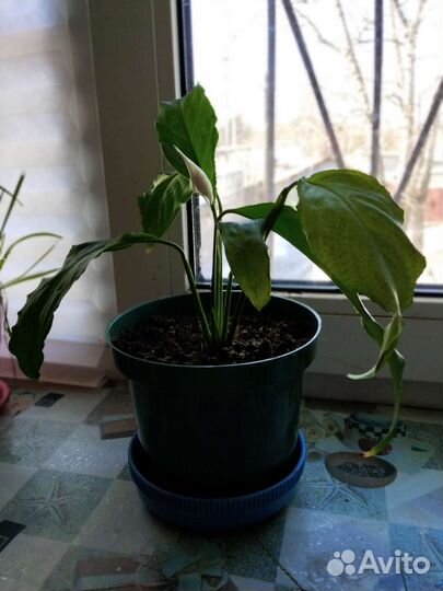 Спатифиллум