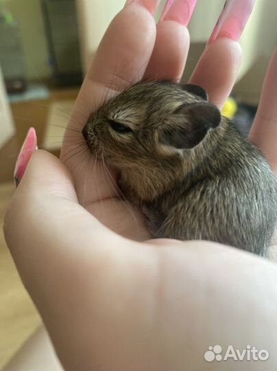 Бельчата дегу