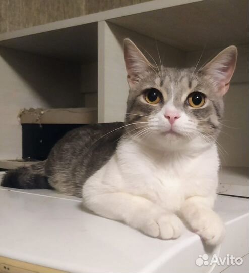 Котята 8 мес