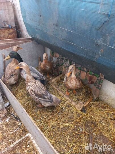 Инкубационное яйцо индоутки тяжелой линии