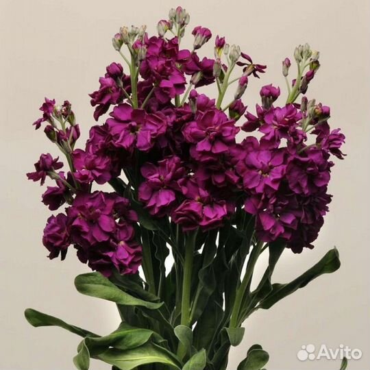 Царственный и ароматный Левкой(Маттиола)