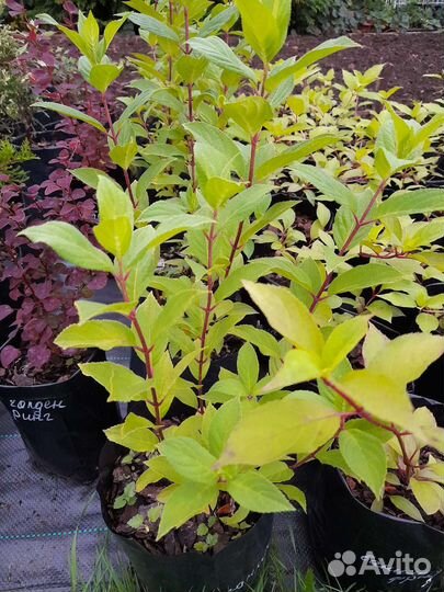 Саженцы декоративных кустарников