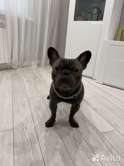 Вязка кобель