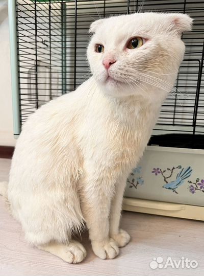 Шотландский вислоухий кот