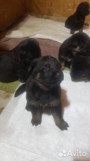 Продам щенков немецкой овчарки