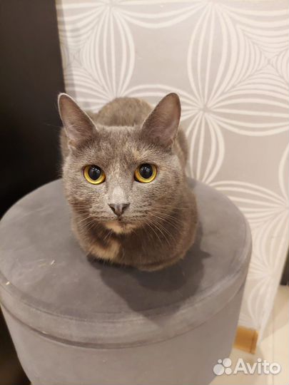 Очаровательная кошечка Хлоя 1 годик