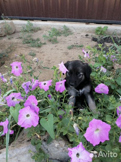 Щенок в добрые руки