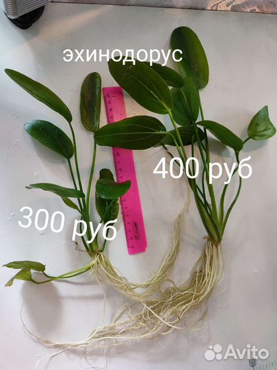 Эхинодорус