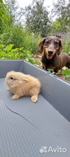 Крольчата месячные, карликовые