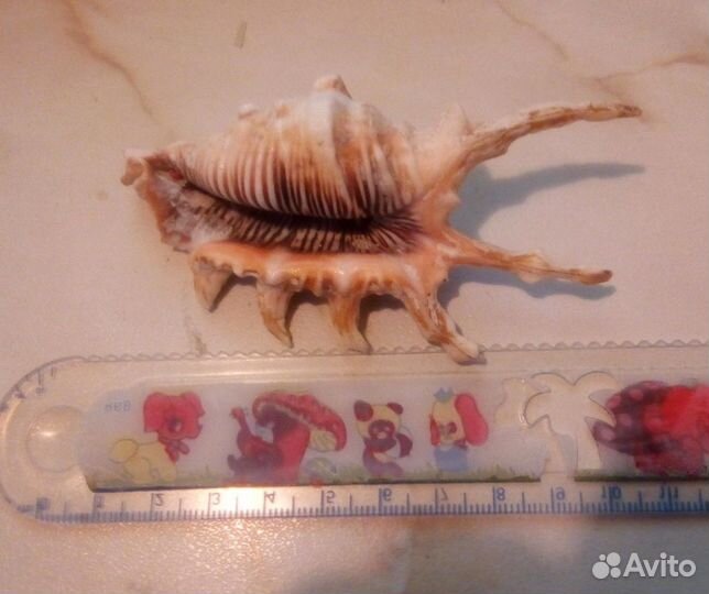 Раковина морская Ракушки для аквариума, кораллы, р