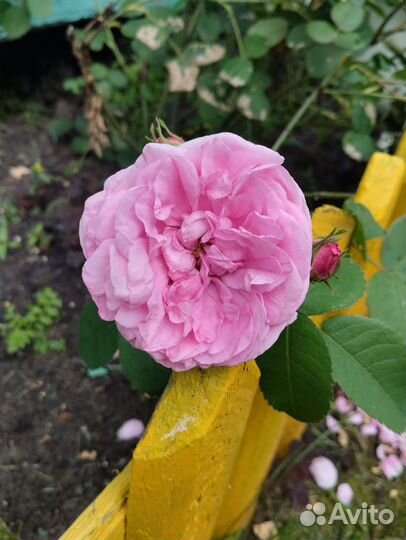 Роза, не требующая укрытия