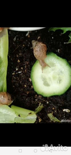 Улитки (Ахатины)
