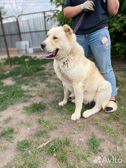 Мишка в поисках дома