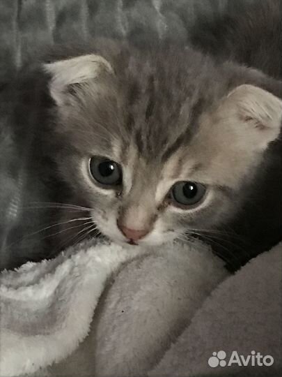 Котята в добрые руки бесплатно