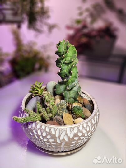 Подарочная композиция из кактусов, суккулентов