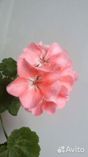 Пеларгония герань
