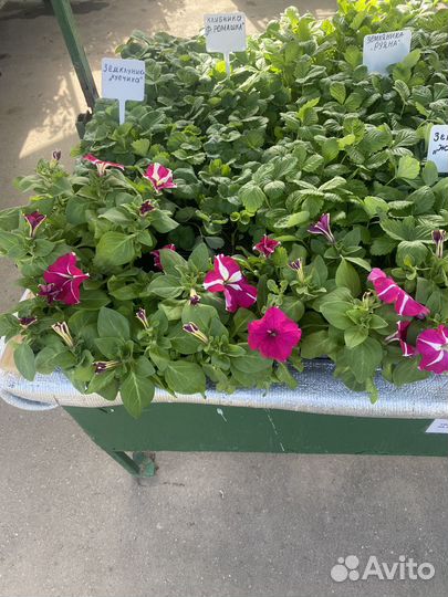 Рассада капусты, земляники, цветов