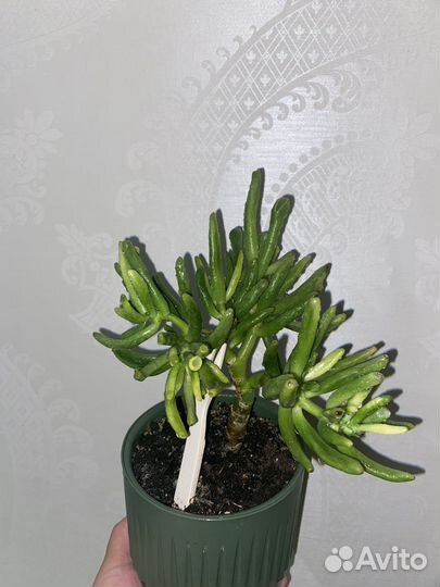 Толстянка хоббит