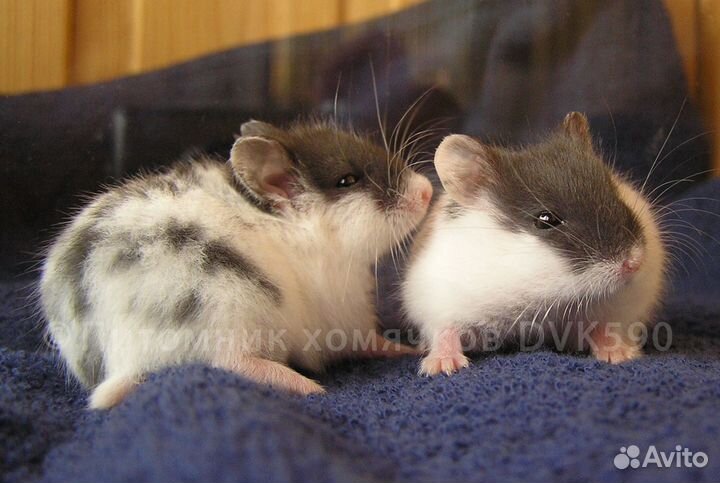 Хомячок пятнистый из питомника