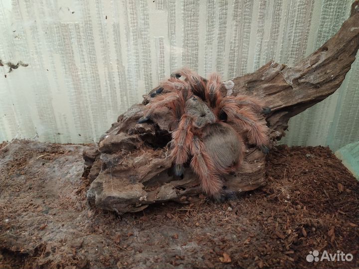 Паук (самка)