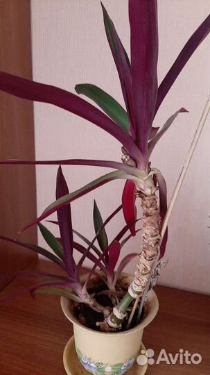 Рео — Цветок комнантный зелено-розовый