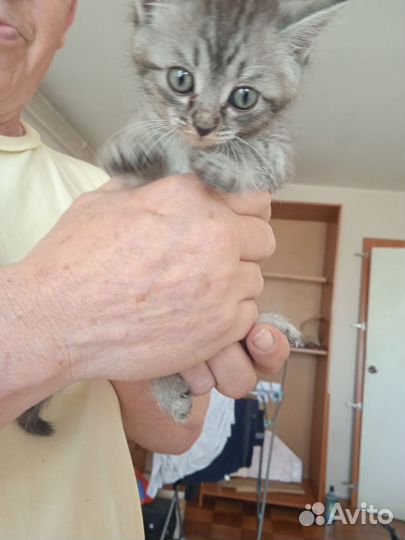 Котята