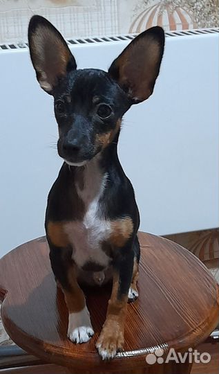 Вязка собак