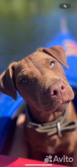 Паттердейл терьер