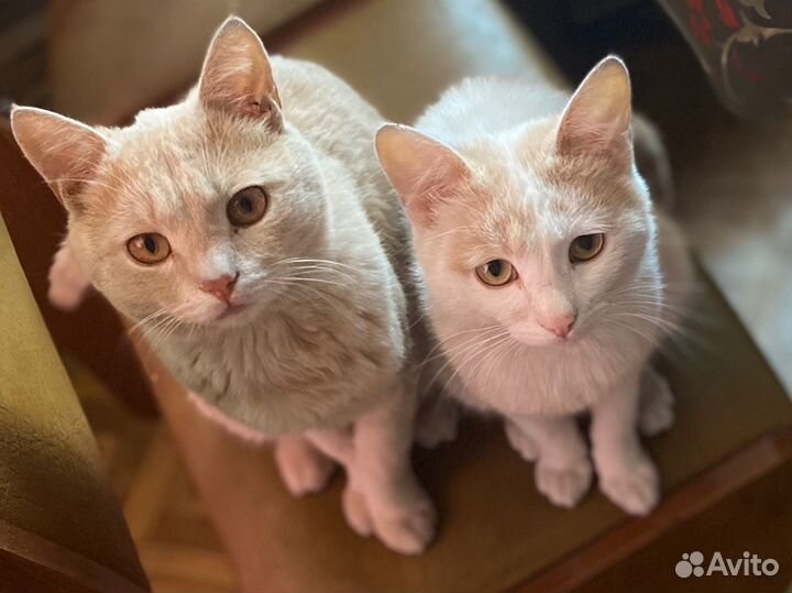 Коты в добрые руки