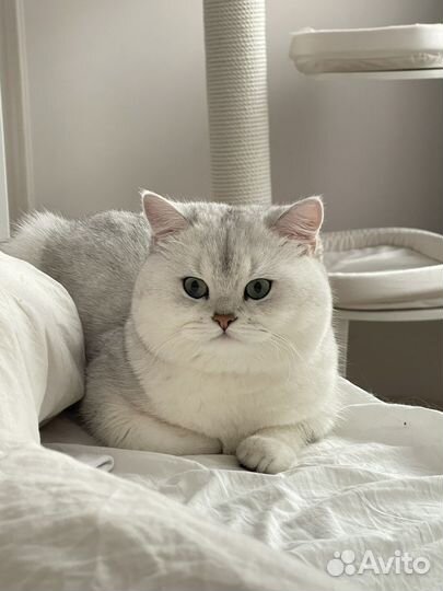 Вязка кот британская шиншилла