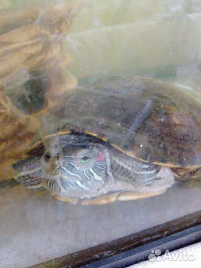 Красноухая черепаха