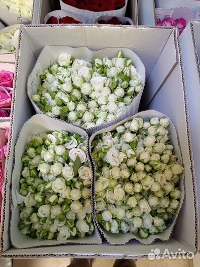 Розы опт и розница