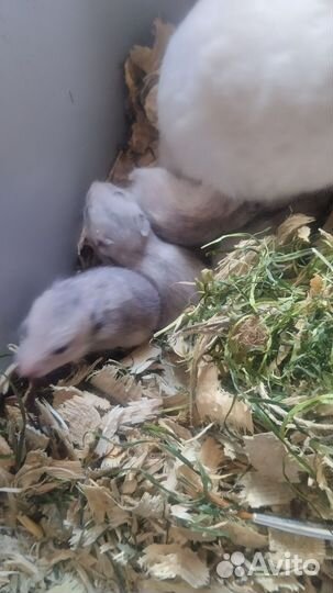 Сирийские хомячки малыши