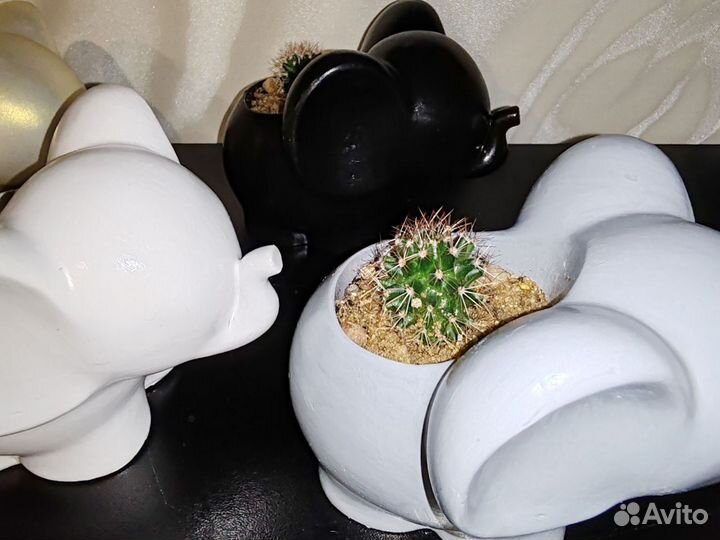 Кактус цветущий