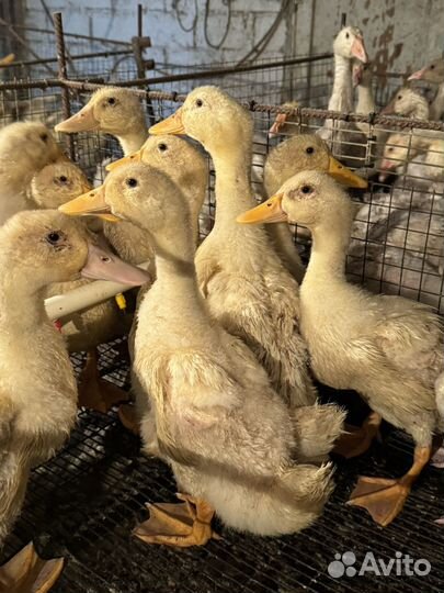 Утка стар 53