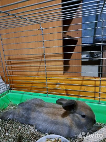 Декоративные карликовые кролики