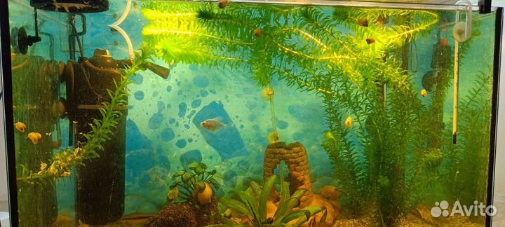 Аквариум с оборудованием и обитателями
