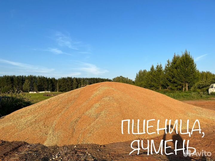 Семена однолетних, многолетних трав, сидераты