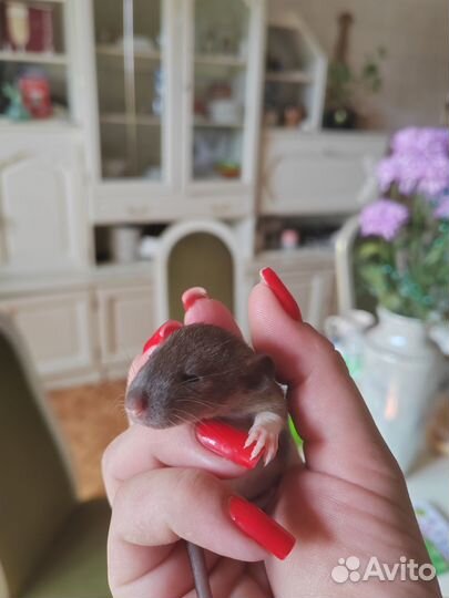 Крыса дамбо