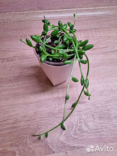 Крестовник арбузик