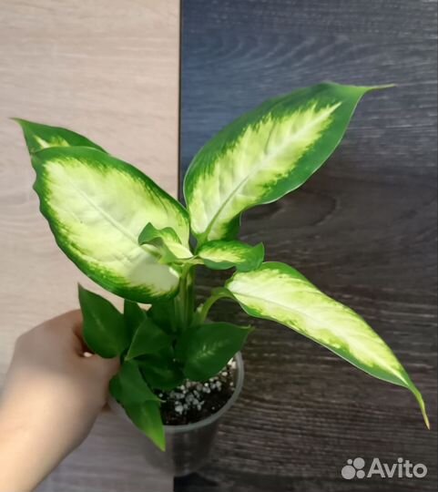 Комнатные растения